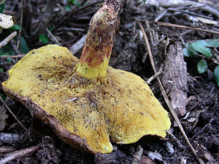 878 Dicembre vecchio ritrovamento